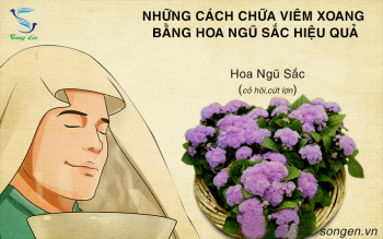 5 cách chữa viêm xoang bằng cây hoa ngũ sắc cực hiệu nghiệm